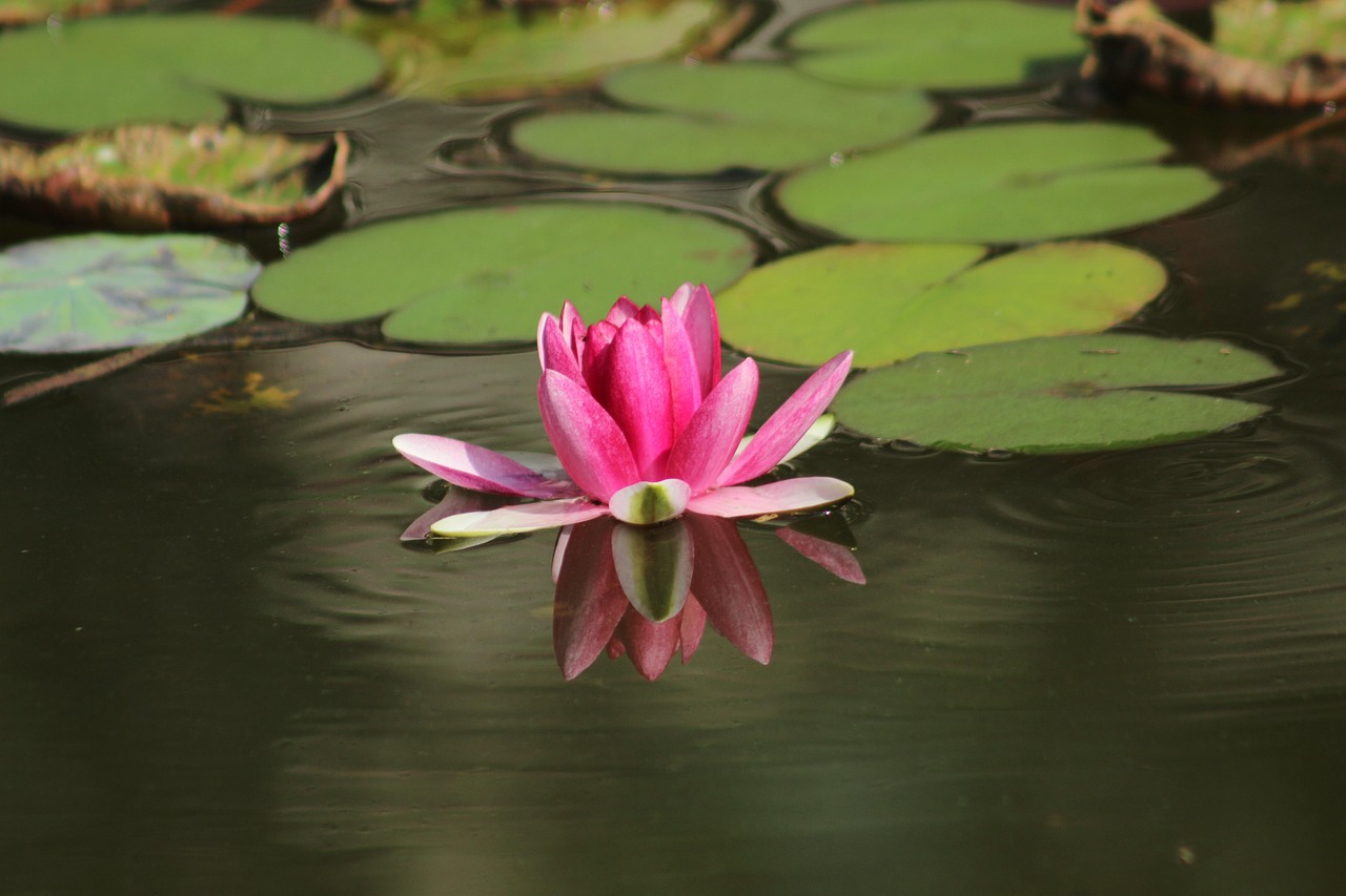 water lily, pond, zen, zen, zen, zen, zen, zen