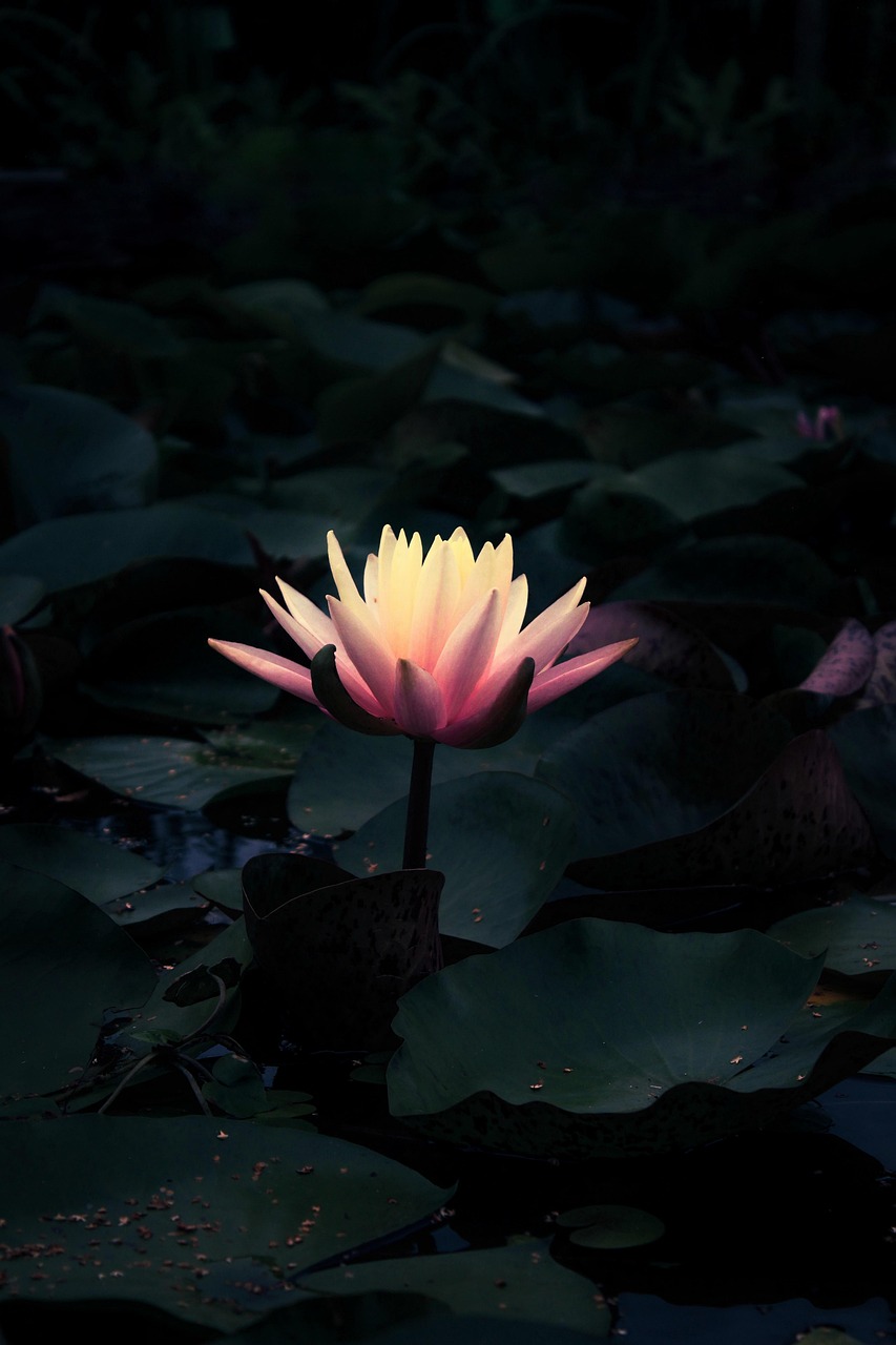 flower, lotus, nenuphar, water, nature