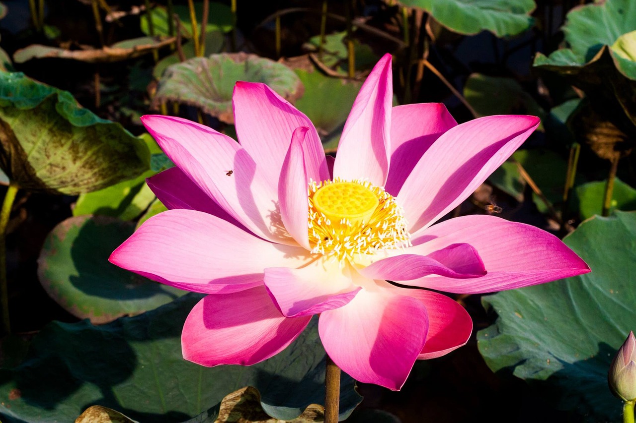 nenuphar, lotus, flower wallpaper, rose leaf, pretty, pond, flower background, nature, plant, beautiful flowers, flower, vietnam