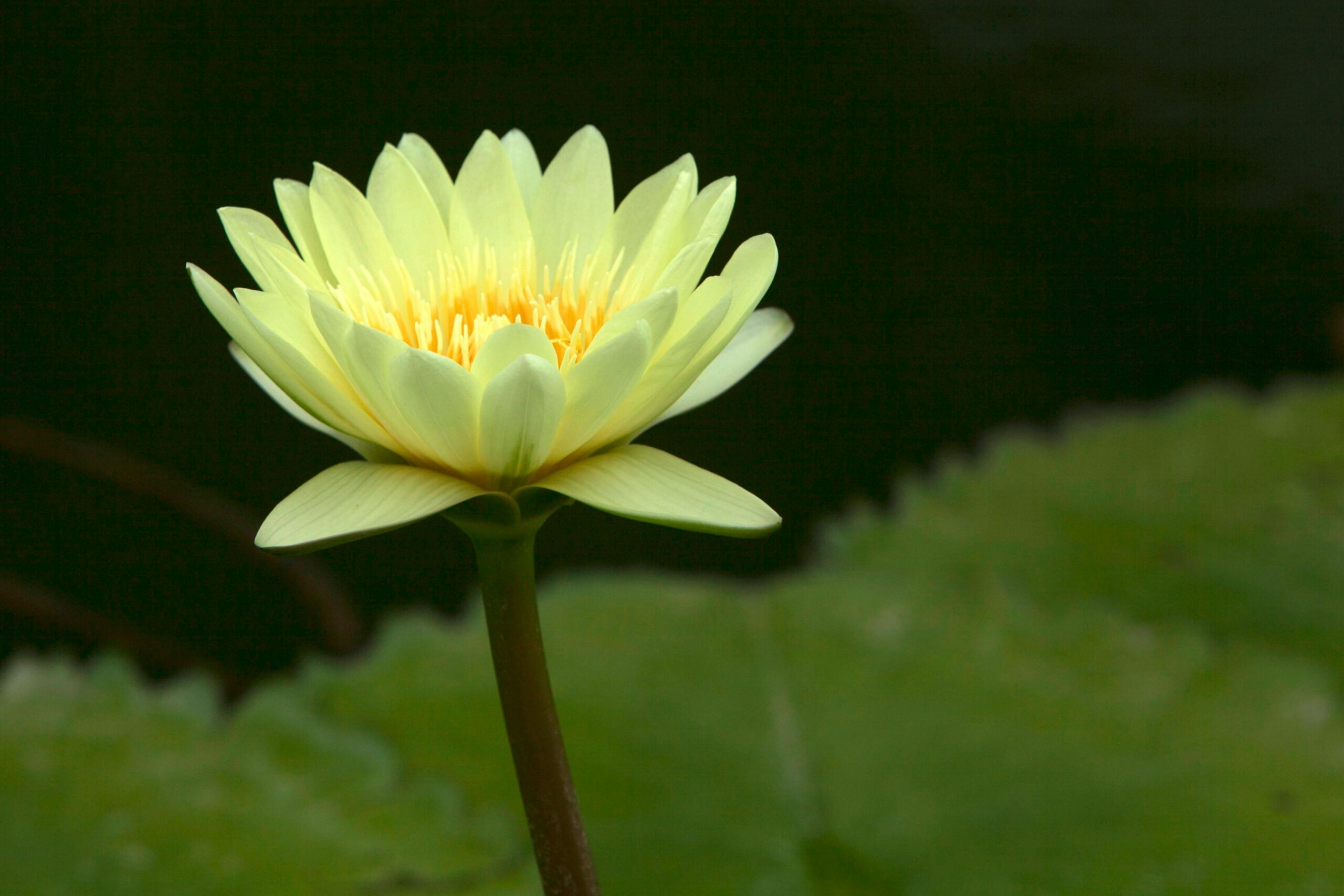 Captivating close-up of a delicate yellow water lily in bloom against a dark background.