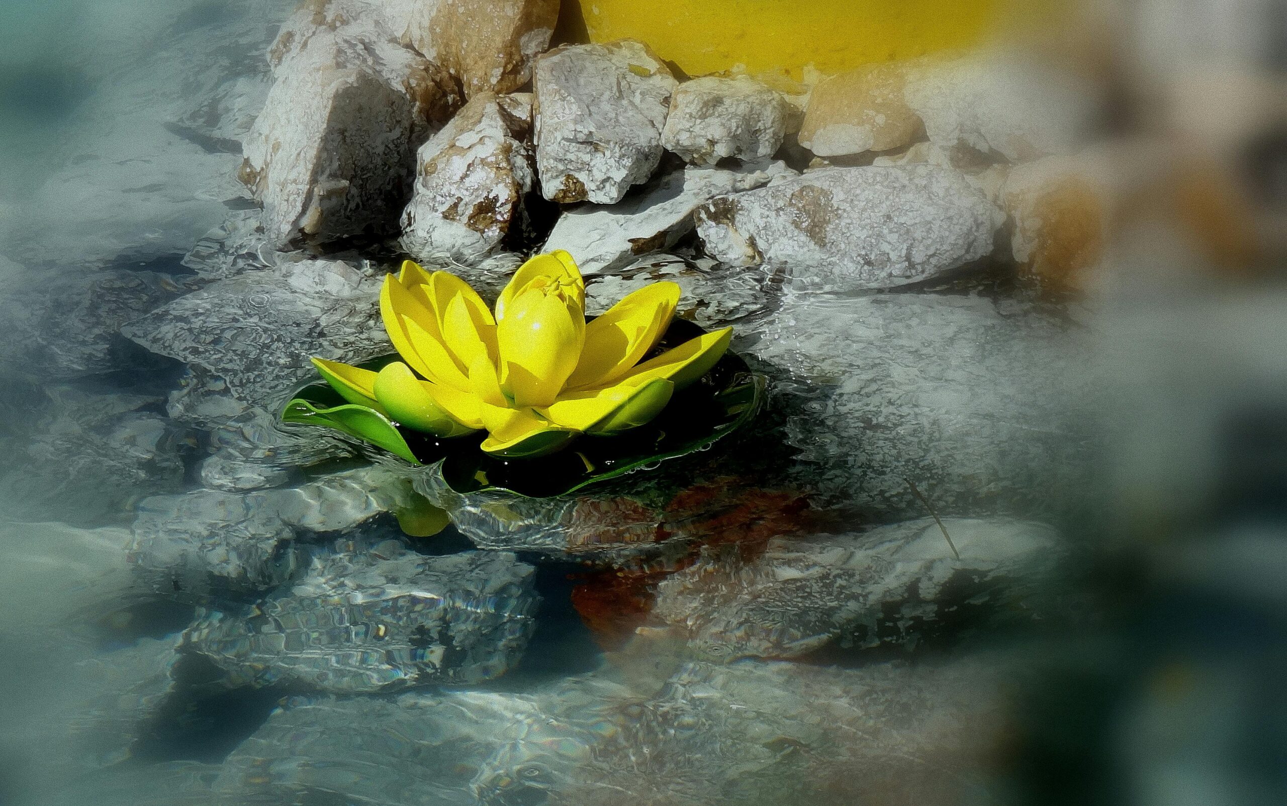 Close-up of a vibrant yellow lotus flower floating on clear water surrounded by rocks.