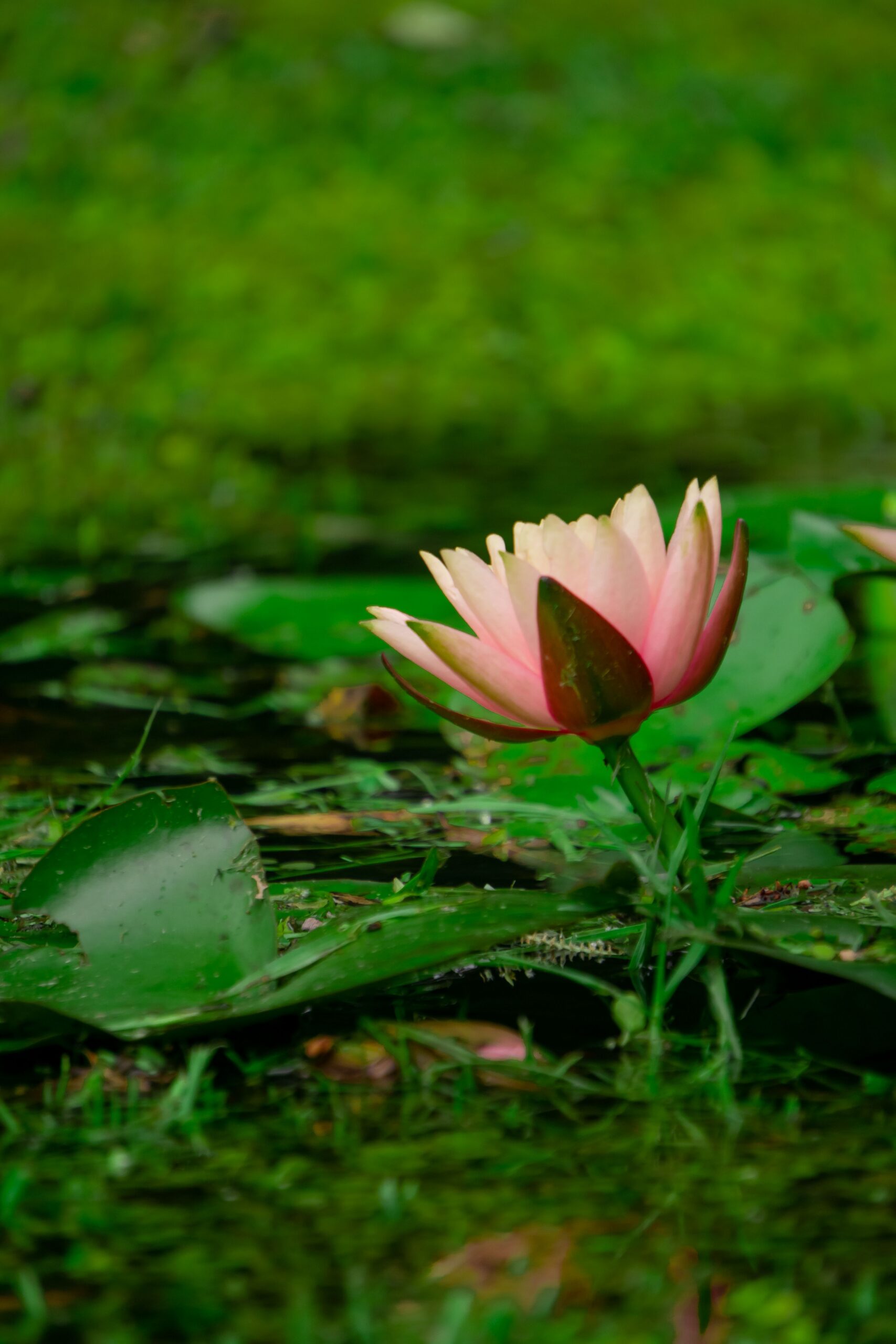 A tranquil pink lotus flower blooming among green lily pads, captured in natural light.